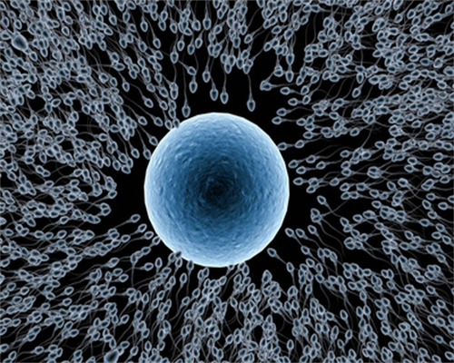 精子和卵子结合过程详解附男人精子图片