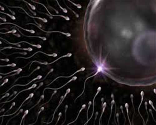 卵子排出后能存活多久精子能存活多久