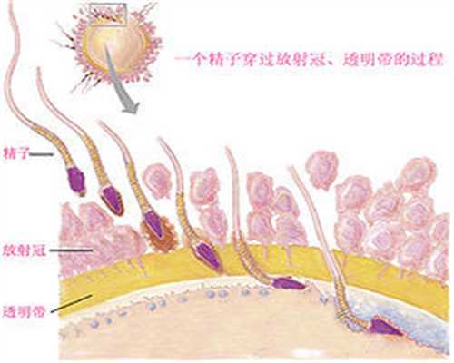 精子和卵子结合肚子胀