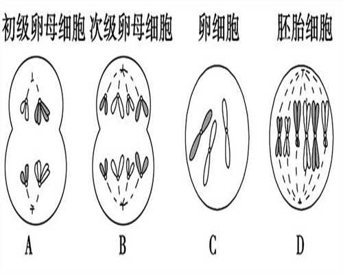 卵子受精过程精子和卵子结的合过程