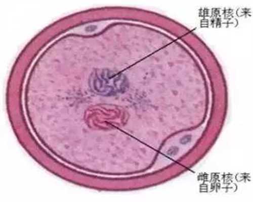 助孕3周精子和卵子结合，受精卵有0.2毫米大小，