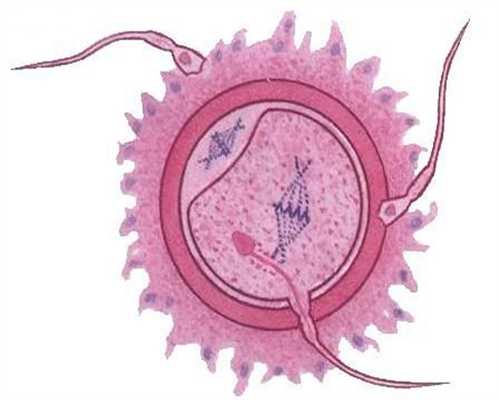 科普：精子和卵子结合的过程是怎样的？