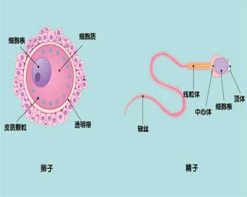 天津怎么才能捐卵，精子和卵子受精过程