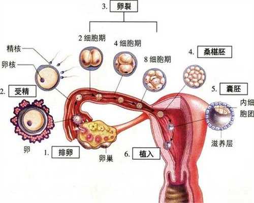 清远中国捐卵，卵巢癌分期寿命及标准