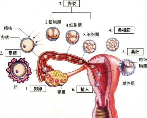 上海捐卵群，卵巢为什么破了个洞_1