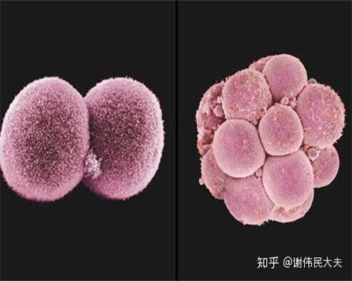 日本捐卵的方式,卵泡期同房一定几率会怀孕要做好避孕措施