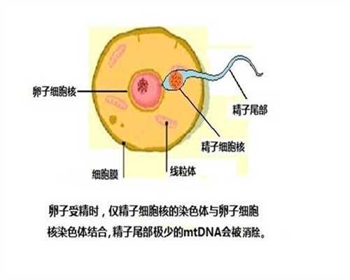 正规捐卵-31岁就卵巢早衰了，在河北霸州哪里能做供卵试管婴儿？