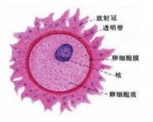 大同专业捐卵-广州供卵试管洗精试管是HIV患者的首选吗？