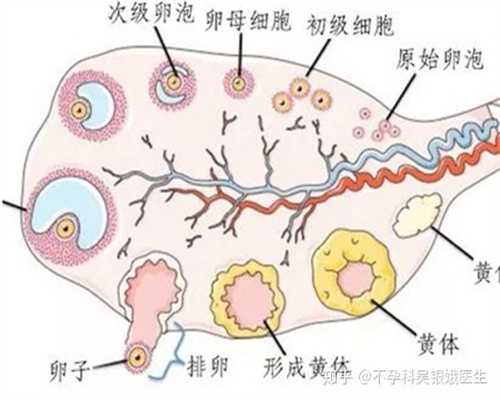 南昌聚缘捐卵,卵巢囊肿是出现在卵巢上的所有囊性肿物的统称。