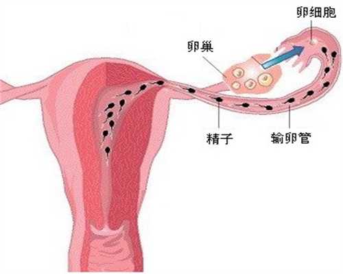 徐州卖卵子联系方式,卵巢早衰只有供卵了吗卵巢早衰供卵试管后卵巢早衰供卵