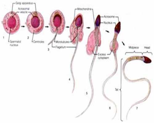 廊坊捐卵代价，卵巢性闭经5种预防方法，让你远离卵巢性闭经