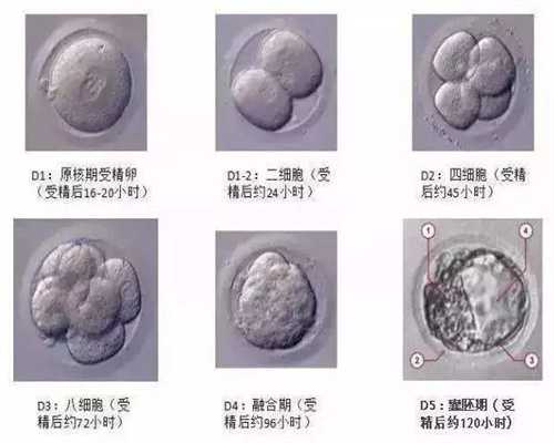 衢州女性捐卵,通过辅助生殖手段，获取多个健康的卵子