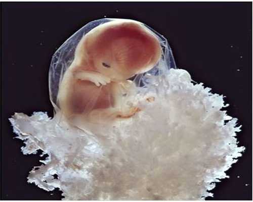武汉供卵试管婴儿比较聪明，卵巢储备功能为什么要罢工早衰？导致卵巢早衰的